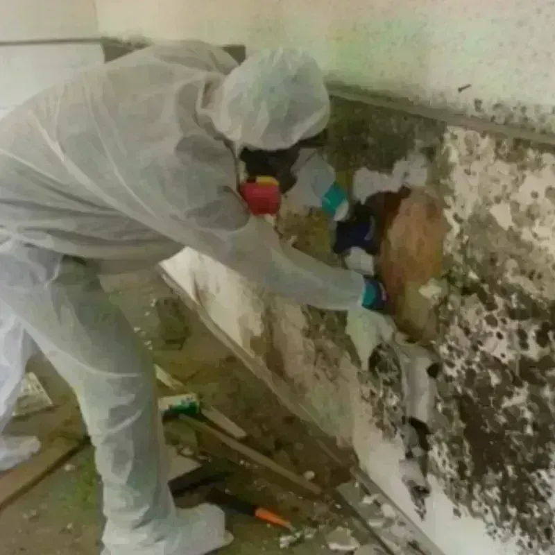 Mold Remediation and Removal in Medway, MA